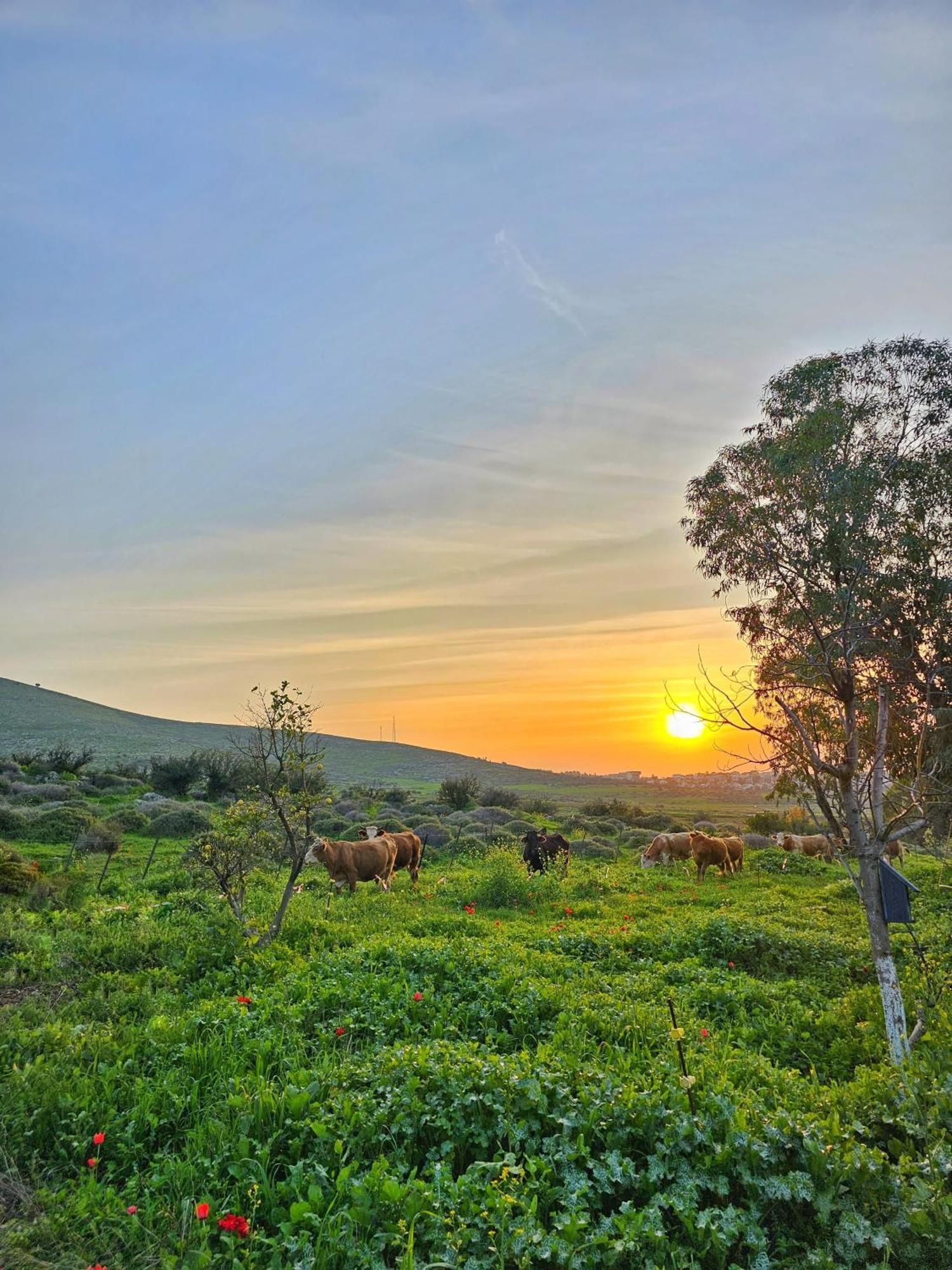 Villa זריחה למרגלות הגלבוע Nurit Exterior foto